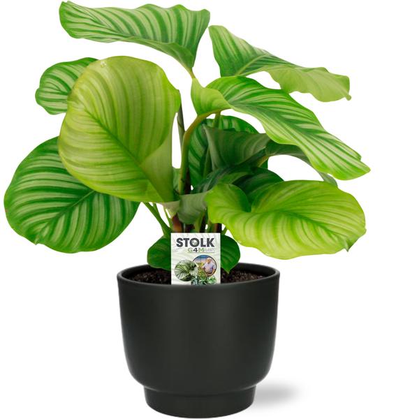 Calathea Orbifolia - Ø14cm - ↕50cm + Potenza Pot D15x13cm - Zwart  BotanicBridge