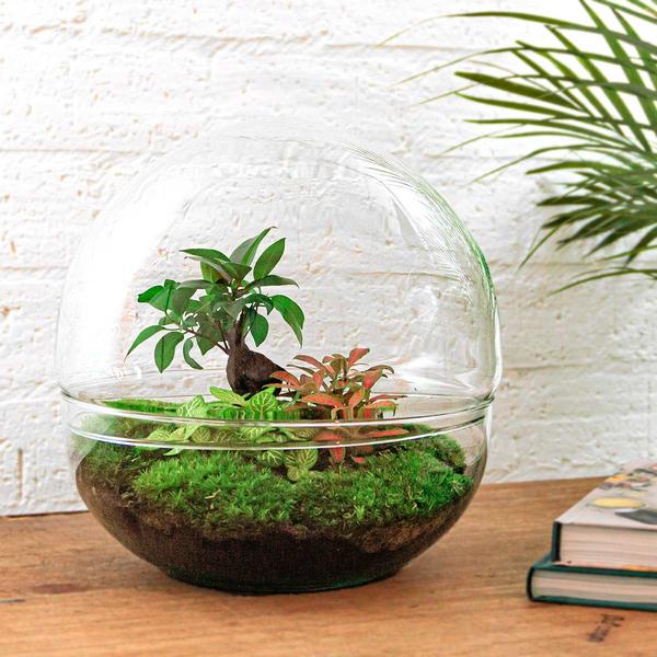 DIY terrarium - Dome XL - Ficus Ginseng Bonsai - ↕ 30 cm - Rake + Shovel + Tweezer + Scissors  BotanicBridge