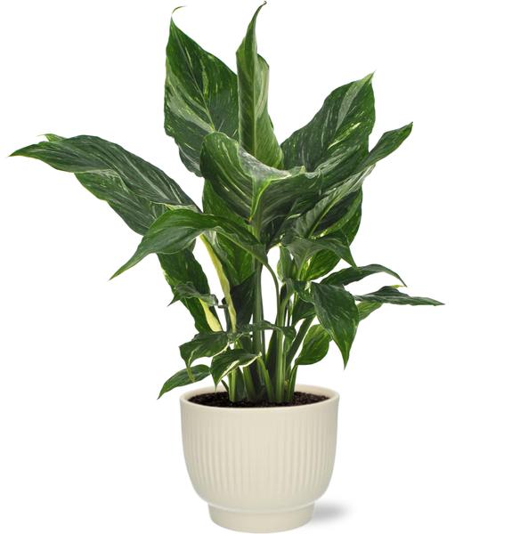 Spathiphyllum Diamond - Ø12cm - ↕40cm + Potenza Rib Pot D13x11cm - Wit  BotanicBridge