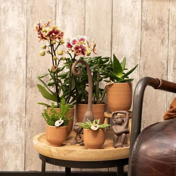 Kolibri Home | Glazed bloempot - Cognac keramieken sierpot met glans - Ø6cm  BotanicBridge