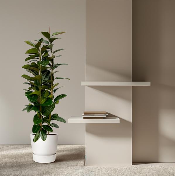 Ficus Elastica Robusta struik - 170 cm - Ø27cm  BotanicBridge