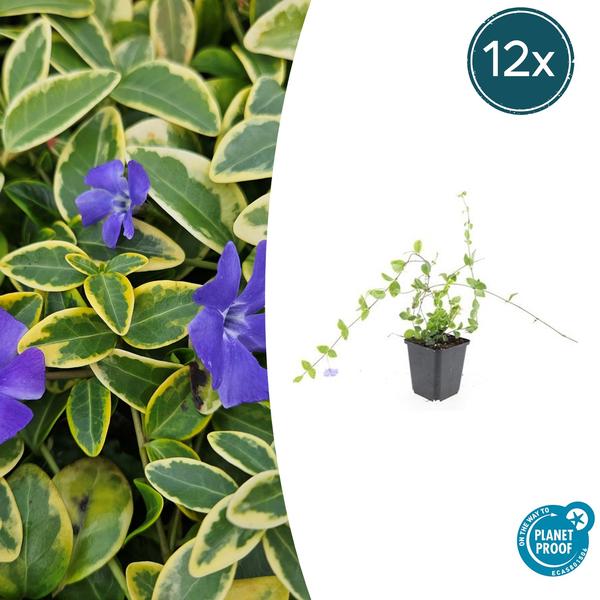 Vinca minor 'Blue and Gold' - ↕10-25cm - Ø9cm - 12x  BotanicBridge