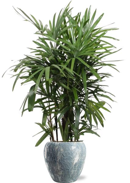 Rhapis Excelsa - Ø27cm - ↕120cm + Doug Pot D29x26cm - Grijs Wit  BotanicBridge