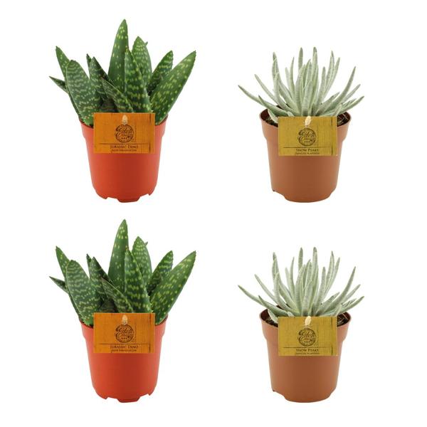 2x Aloe Paradisicum + 2x  Senecio Scaposus - 4 stuks - Ø10.5cm - ↕10cm  BotanicBridge