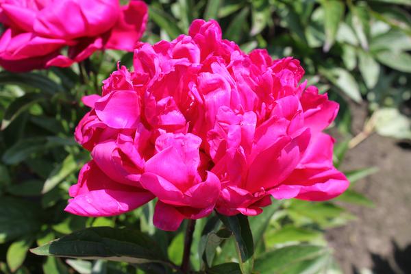 Paeonia 'Karl Rosenfield' - 4x  BotanicBridge