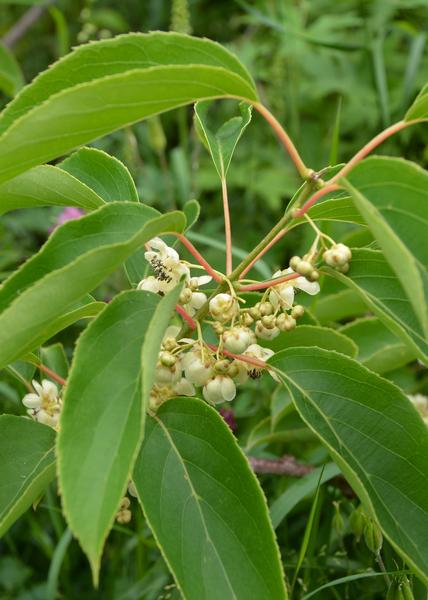 Actinidia arguta 'Issai' - Kiwibes - Ø13cm - ↕45cm  BotanicBridge