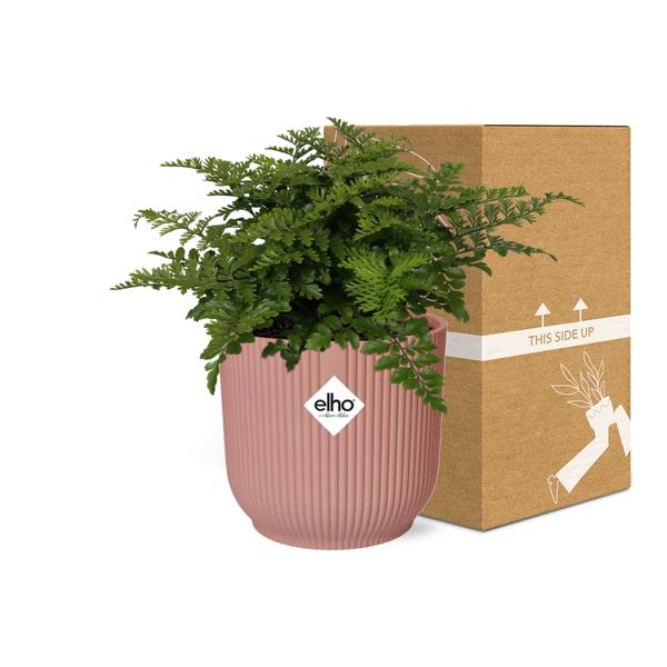 Asplenium Parvati in ELHO Vibes Fold 14cm roze  BotanicBridge