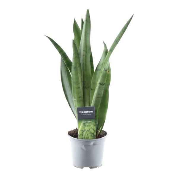 Sansevieria Spearmint - 45 cm - ø12  BotanicBridge