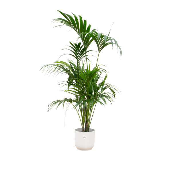 Combi deal - Kentia palm inclusief elho Vibes Fold Round wit Ø30 - 180 cm  BotanicBridge