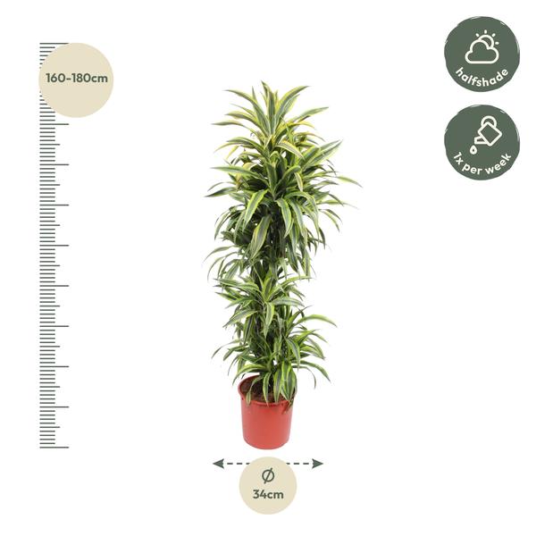 Dracaena Lemon Lime - 170 cm - ø34  BotanicBridge