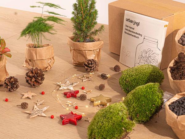 Planten terrarium pakket - Mini-kerstboom - 3 planten -  Navulling & Startpakket - DIY Christmas  BotanicBridge