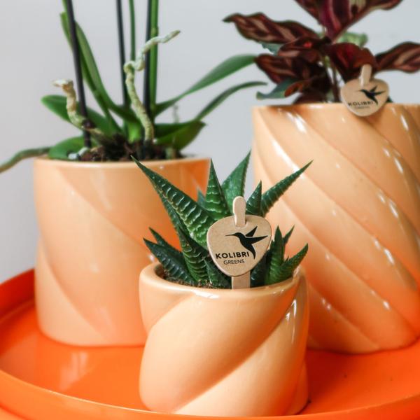 Kolibri Home | Candy sierpot - Peach - Ø6cm  BotanicBridge