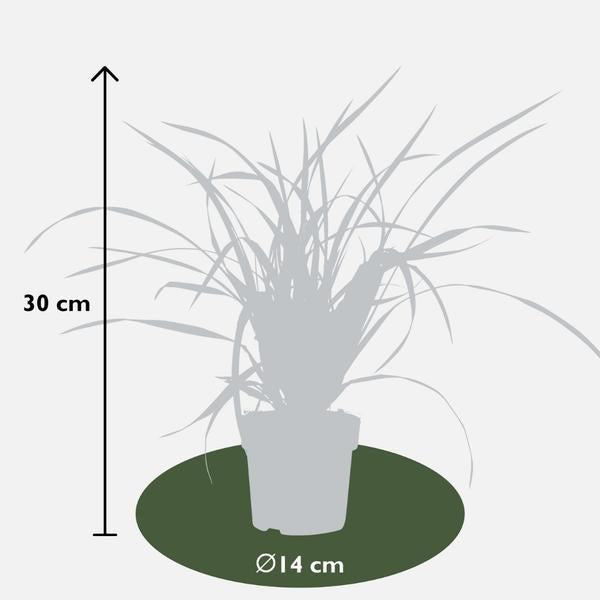 6 x Carex morrowi 'Irish Green' - Ø 14 cm - ↨ 25 cm  BotanicBridge