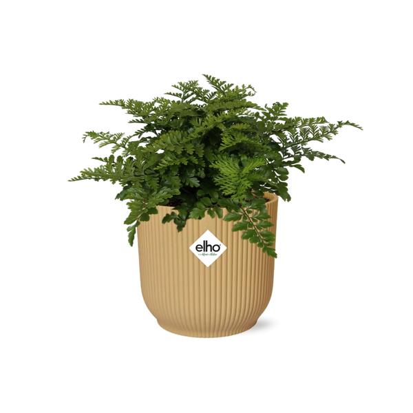 Asplenium Parvati in ELHO Vibes Fold 14cm geel  BotanicBridge