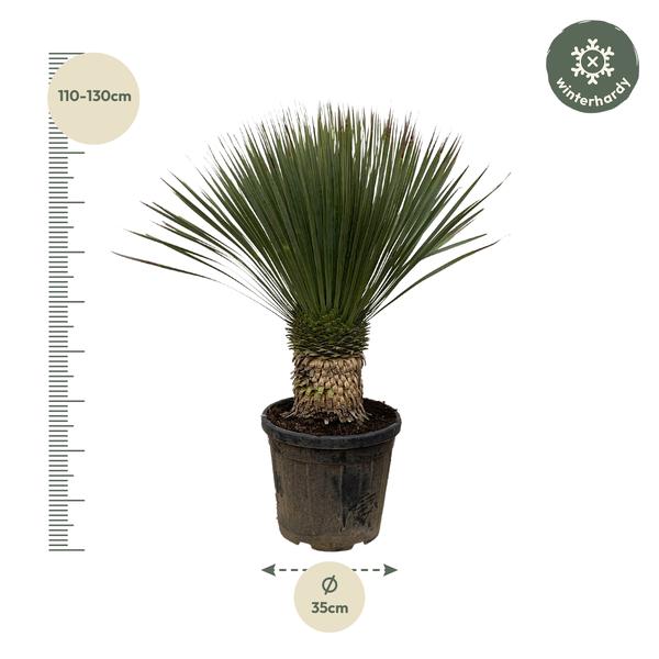 Yucca Rostrata - 110cm- Ø35  BotanicBridge