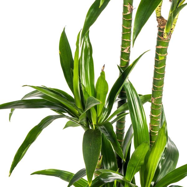 Dracaena Deremensis Lisa Ø24cm - ↕140cm  BotanicBridge