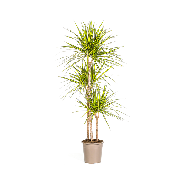 Dracaena Marginata Sunray Ø24cm - ↕140cm  BotanicBridge