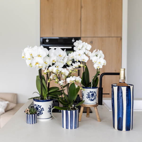 Kolibri Orchids | Set van witte Phalaenopsis orchidee Amabilis en Succulent Crassula Hobbit in Painted Stripe pot blauw - potmaat Ø9cm + Ø6cm | bloeiende kamerplant - vers van de kweker  BotanicBridge