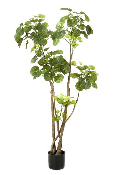 Kunstplant - Polyscias - Aralia - 140 cm  BotanicBridge