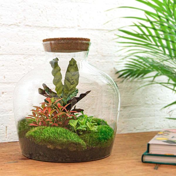 DIY terrarium - Fat Joe Rood - ↕ 30 cm - Rake + Shovel  BotanicBridge