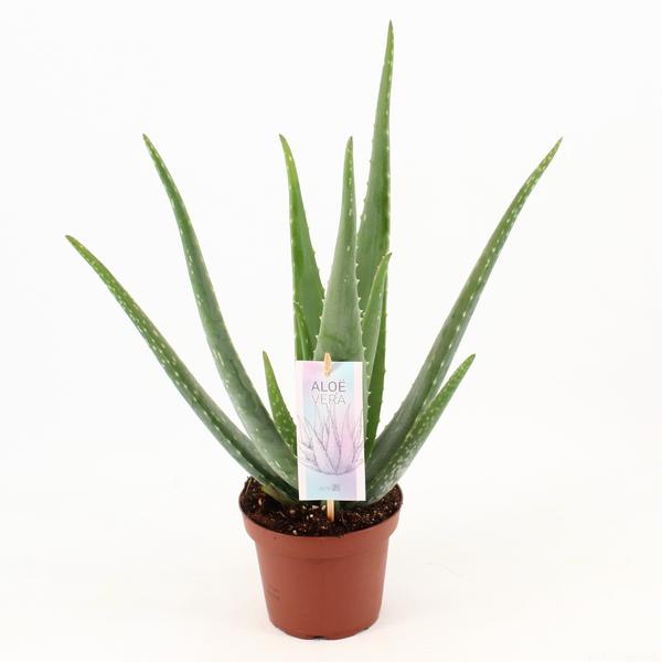 Aloe Vera P14 - Ø14cm - ↕45cm  BotanicBridge