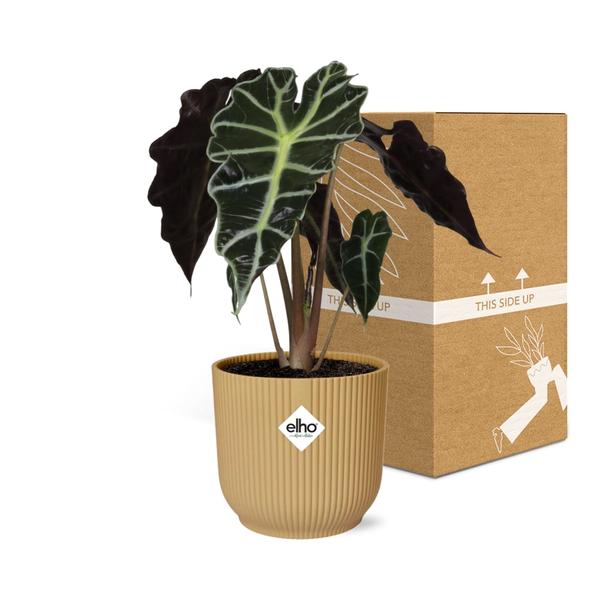 Alocasia ‘Polly’ in ELHO Vibes Fold 14cm geel  BotanicBridge