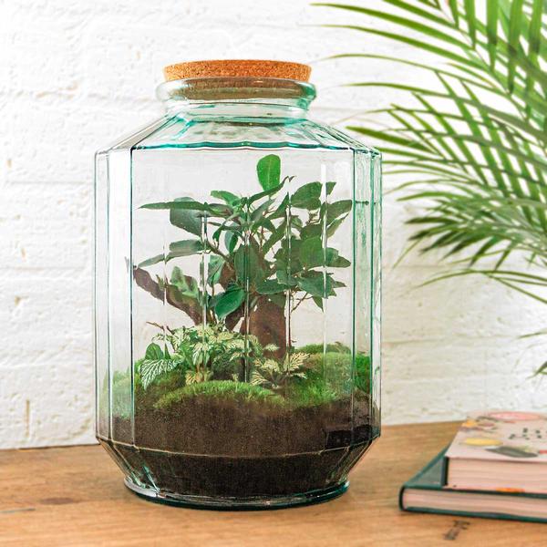 DIY terrarium - Botanical garden XL - ↕ 35 cm - Rake + Shovel + Tweezer  BotanicBridge