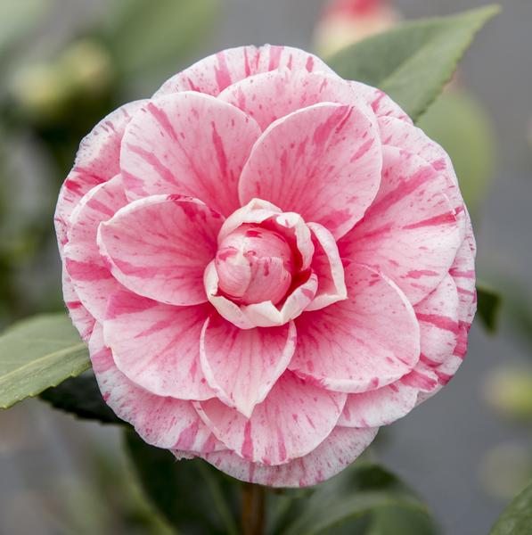 Camellia japonica Bonomiana - Ø29cm - ↕90cm - Ø19 - ↨65cm  BotanicBridge