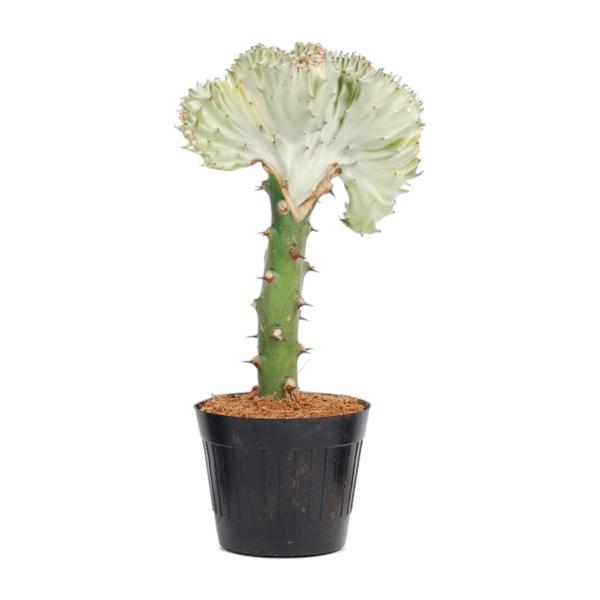 Euphorbia lactea Cristata wit - 30 cm - ø10,5  BotanicBridge