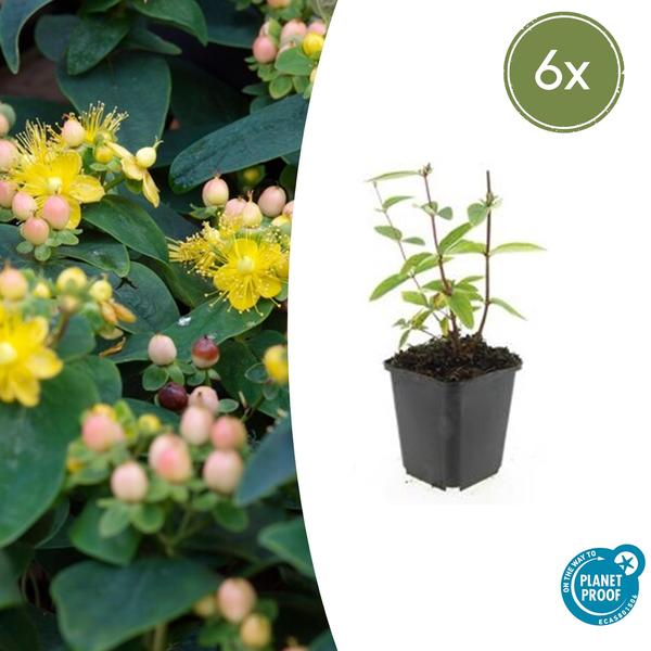 Hypericum inodorum 'Annebel' - ↕10-25cm - Ø9cm - 6x  BotanicBridge