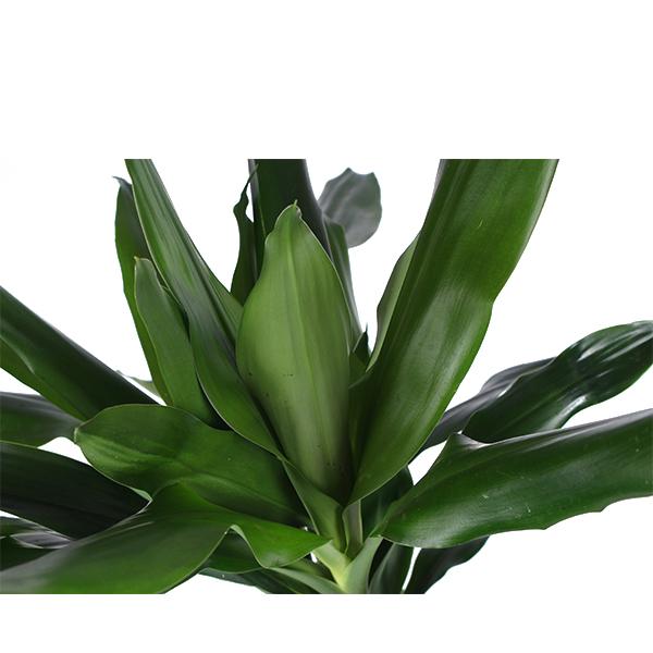 Dracaena Janet Lind Ø24cm ↕120cm in Era ANTRACIET pot  BotanicBridge