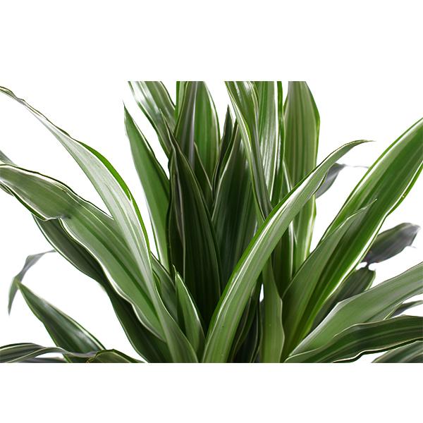 Dracaena Warneckii Ø21cm - ↕65cm in Vibes ROZE pot  BotanicBridge