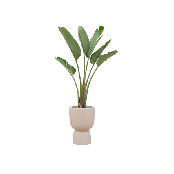 Combi deal - Strelitzia Augusta inclusief elho Pure Coupe beige Ø41 - 210 cm  BotanicBridge