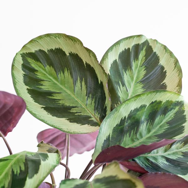 Calathea Medaillon met Lissabon mand wit - 65cm - Ø19  BotanicBridge