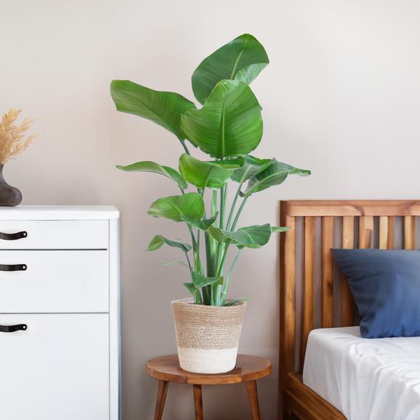 Strelitzia Nicolai met Lissabon mand wit - 80cm - Ø19  BotanicBridge