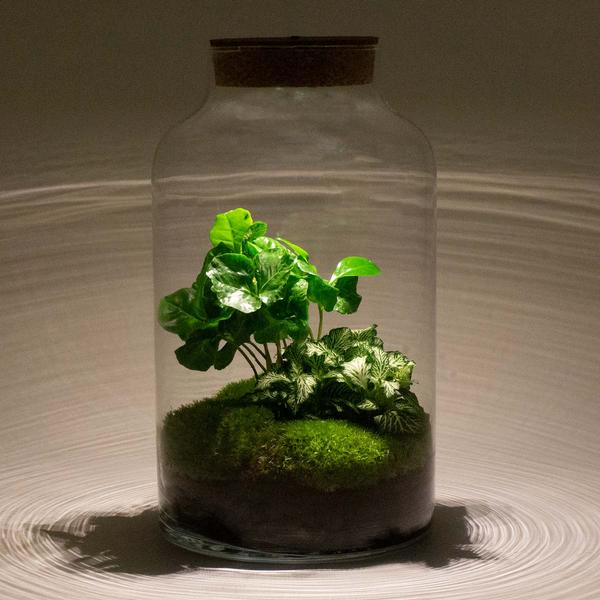 DIY terrarium - Milky Coffea met lamp - ↕ 31 cm - Normal  BotanicBridge