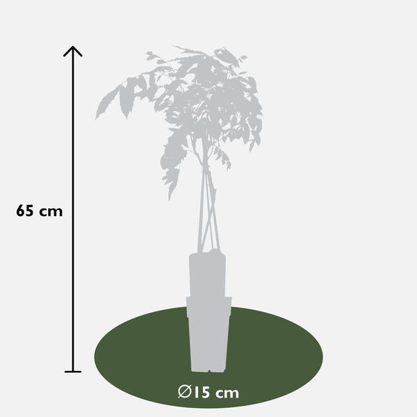 Wisteria sinensis 'Prolific' - Blauwe regen - Ø15cm - ↕65cm  BotanicBridge