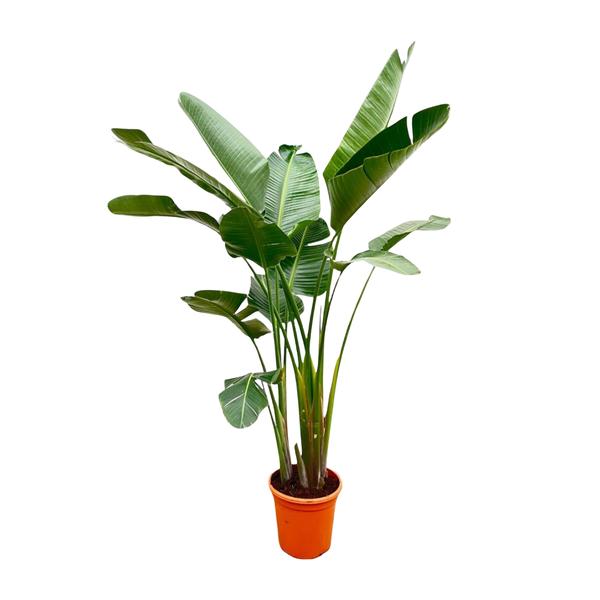 Strelitzia Augusta de luxe XXL - 250cm - ø38  BotanicBridge