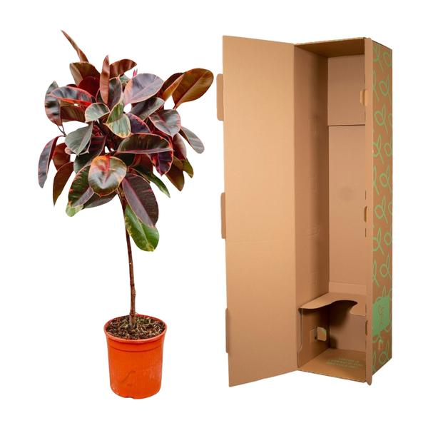 Ficus Elastica Belize op stam - 130 cm - ø24  BotanicBridge