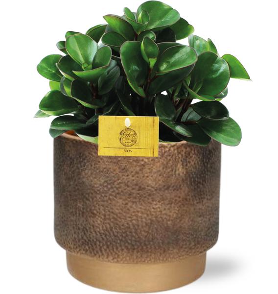 Peperomia Burning Bush - Ø15cm - ↕25cm + Merel Pot D16x14cm - Goud  BotanicBridge