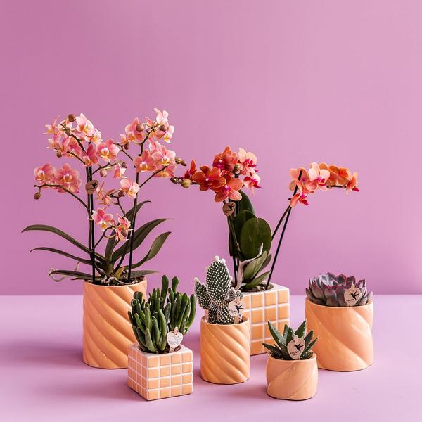 Kolibri Home | Mosa sierpot - Orange - Ø9cm  BotanicBridge