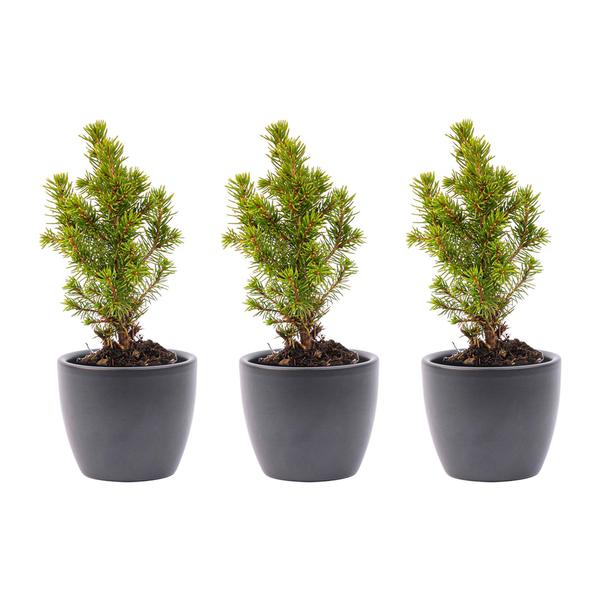 Mini-kerstboom set 6 - inclusief Boule Antraciet pot  BotanicBridge