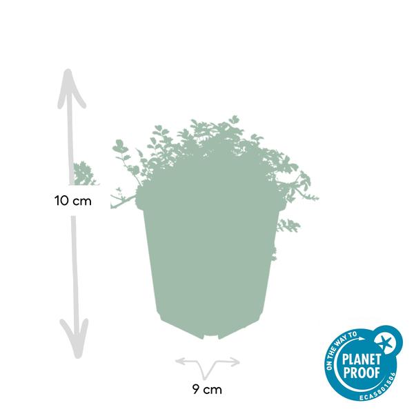 Acaena microphylla 'Kupferteppich' - ↕10-25cm - Ø9cm - 12x  BotanicBridge