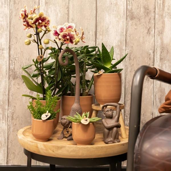 Kolibri Home | Glazed bloempot - Cognac keramieken sierpot met glans - Ø9cm  BotanicBridge