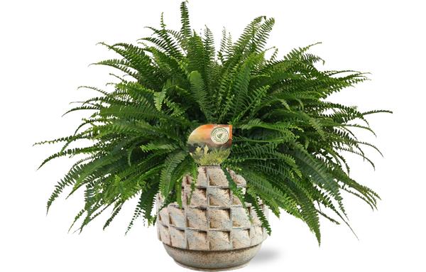 Nephrolepis Green Lady - Ø20cm - ↕60cm + Jim Pot D21x19cm - Naturel  BotanicBridge