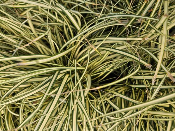 Carex oshim. 'Evergold'  - ↕10-25cm - Ø9cm - 40x  BotanicBridge