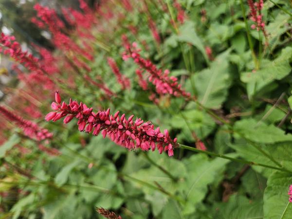 Persicaria amplexicaulis - ↕10-25cm - Ø9cm - 6x  BotanicBridge