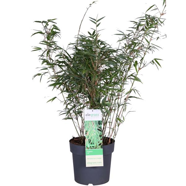 Fargesia rufa - Niet woekerende bamboe - Ø29cm - ↕80cm - Ø23 - ↨80cm  BotanicBridge