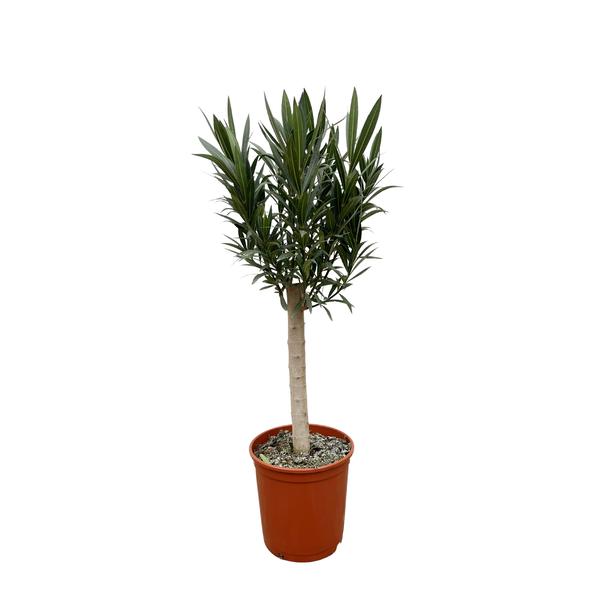 Nerium Oleander op stam met witte bloem - 110cm - Ø22  BotanicBridge