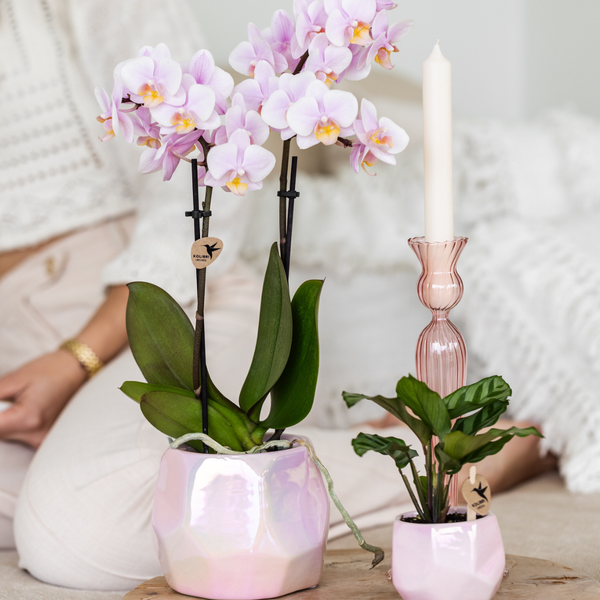 Kolibri Home I Pearl pot - Pink - Ø6cm  BotanicBridge